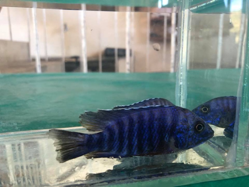 Aulonocara stuartgranti 'Cobwe'